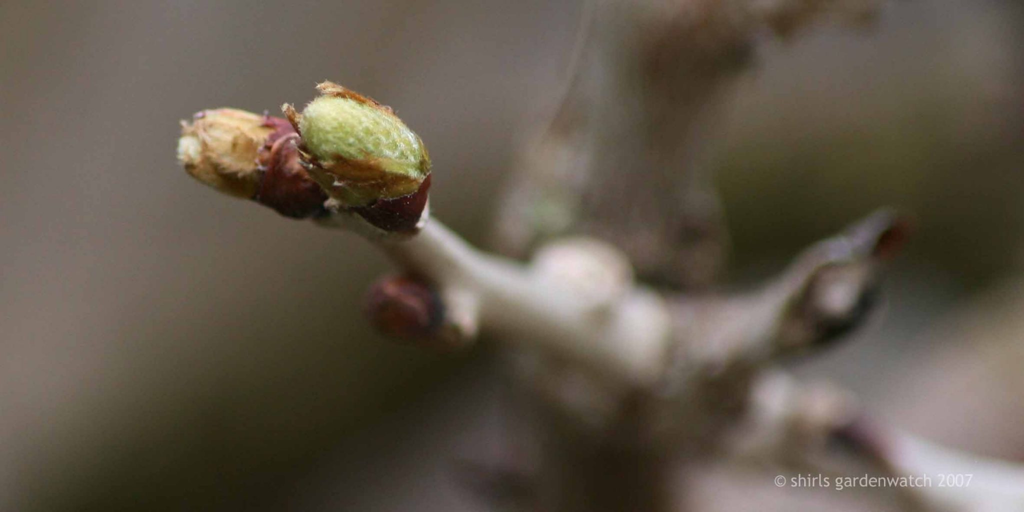Wisteria flower bud shirls gardenwatch