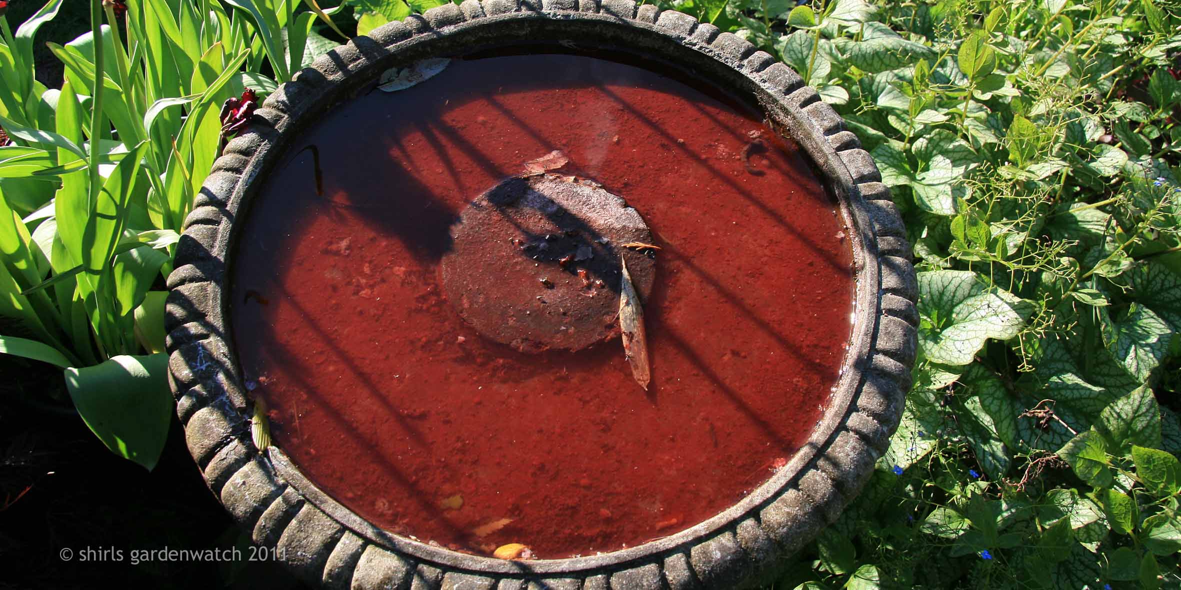 Help please seeing red in bird bath shirls gardenwatch