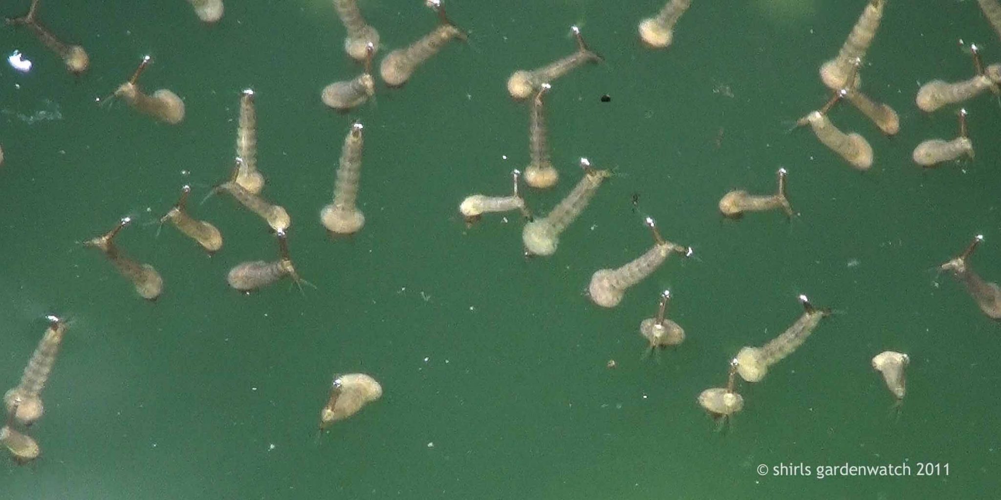 What’s wriggling in my pond? shirls gardenwatch