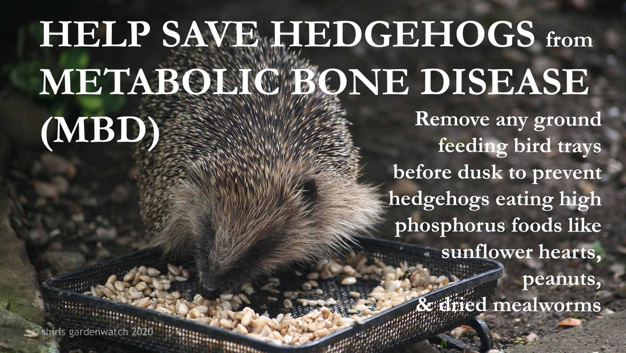 Update on feeding wild hedgehogs shirls gardenwatch